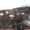 15_10-nest.jpg