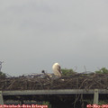 15_15-mast.jpg