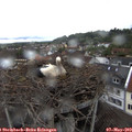 15_15-nest.jpg