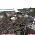 15_20-nest.jpg