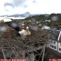 15_25-nest.jpg