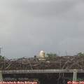 15_30-mast.jpg