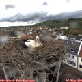 15_30-nest.jpg