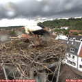 15_40-nest.jpg