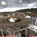 15_45-nest.jpg