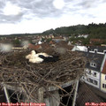 15_50-nest.jpg