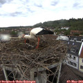 15_55-nest.jpg