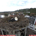 16_00-nest.jpg