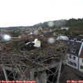 16_05-nest.jpg