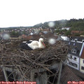 16_10-nest.jpg