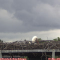 16_15-mast.jpg