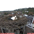 16_15-nest.jpg