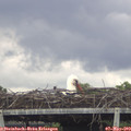 16_20-mast.jpg