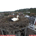 16_20-nest.jpg