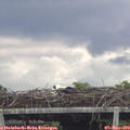 16_25-mast.jpg