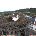 16_25-nest.jpg