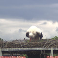 16_30-mast.jpg