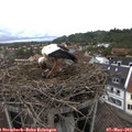 16_30-nest.jpg