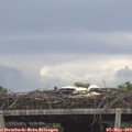 16_40-mast.jpg