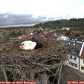16_40-nest.jpg