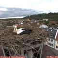 16_45-nest.jpg