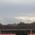 16_50-mast.jpg