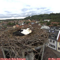 16_50-nest.jpg