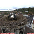 16_55-nest.jpg
