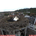 17_00-nest.jpg