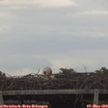 17_05-mast.jpg