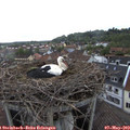 17_05-nest.jpg