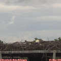 17_10-mast.jpg