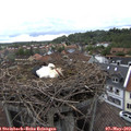 17_10-nest.jpg