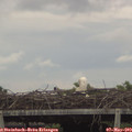 17_15-mast.jpg