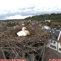 17_15-nest.jpg