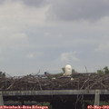 17_20-mast.jpg
