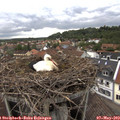 17_20-nest.jpg