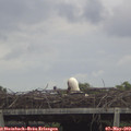 17_25-mast.jpg