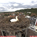 17_25-nest.jpg