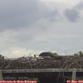 17_30-mast.jpg