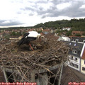 17_30-nest.jpg
