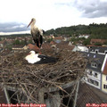 17_35-nest.jpg