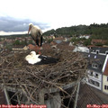 17_40-nest.jpg