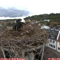 17_45-nest.jpg