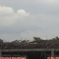 17_50-mast.jpg