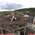 17_50-nest.jpg