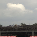 17_55-mast.jpg