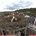 17_55-nest.jpg
