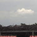 18_00-mast.jpg