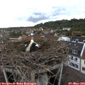 18_00-nest.jpg